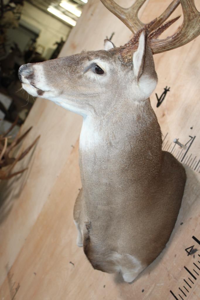 10-Point WHITETAIL DEER Wall Pedestal Mount - 5