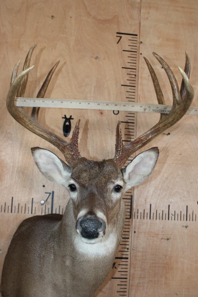 10-Point WHITETAIL DEER Wall Pedestal Mount - 6