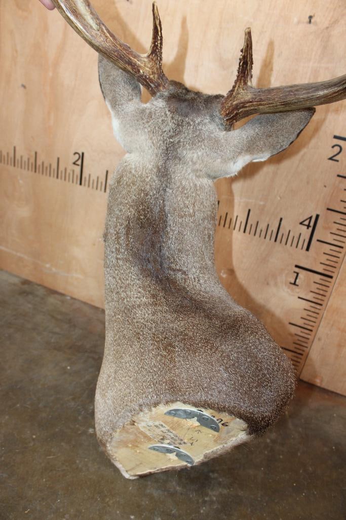 10-Point WHITETAIL DEER Wall Pedestal Mount - 7