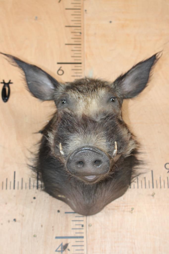 BUSHPIG Shoulder Mount - 2