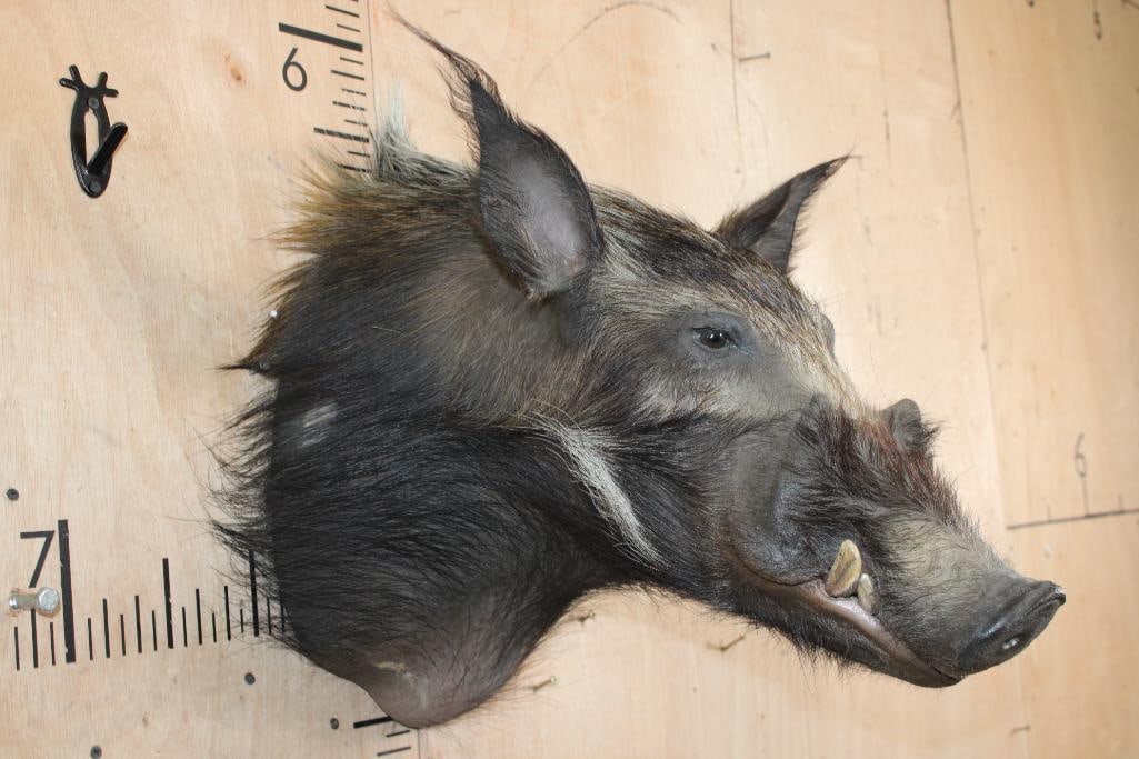 BUSHPIG Shoulder Mount - 3