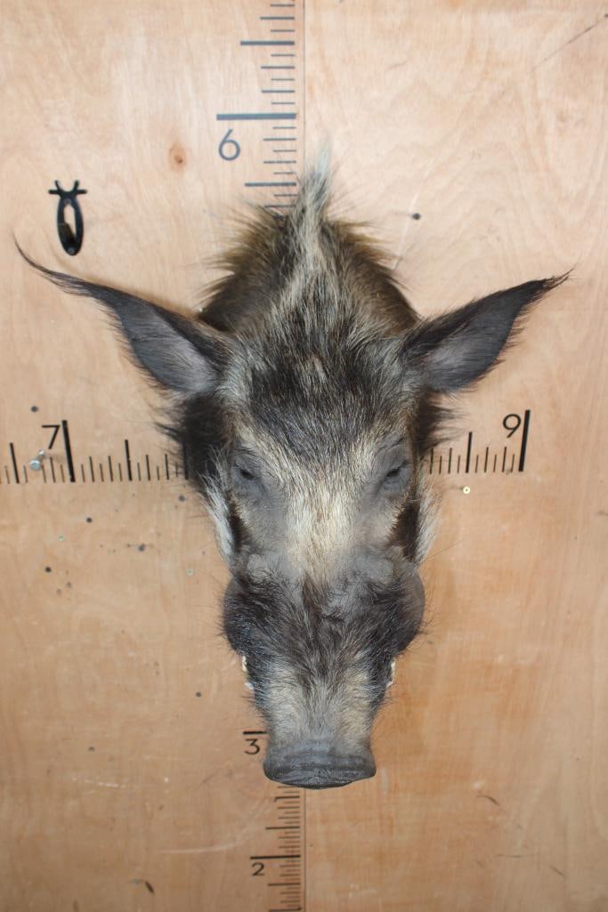 BUSHPIG Shoulder Mount - 4