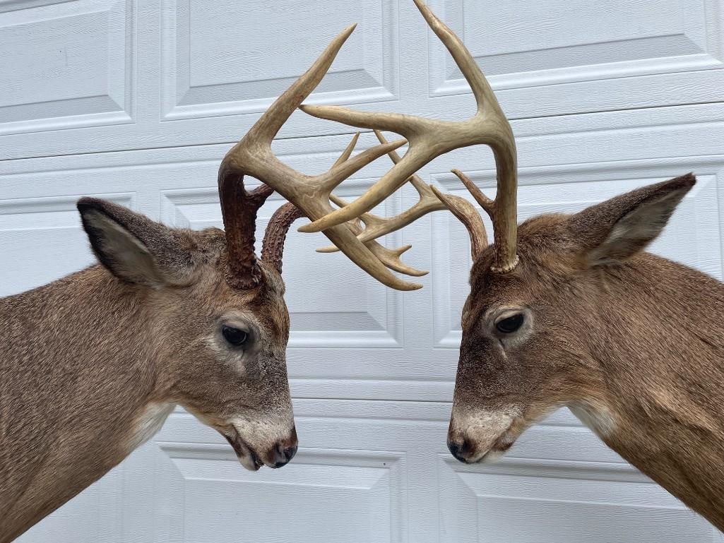 Matching "Bookend" Pair of (2) "Fighting" WHITETAIL DEER Pedestal Mounts - 2