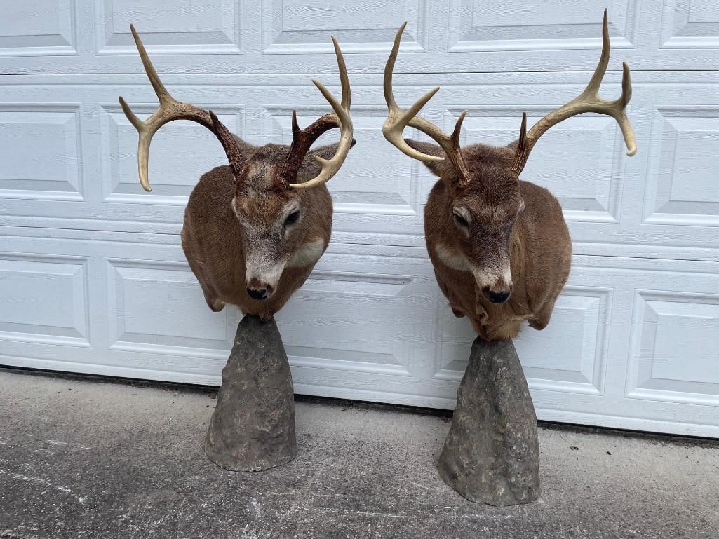 Matching "Bookend" Pair of (2) "Fighting" WHITETAIL DEER Pedestal Mounts - 3