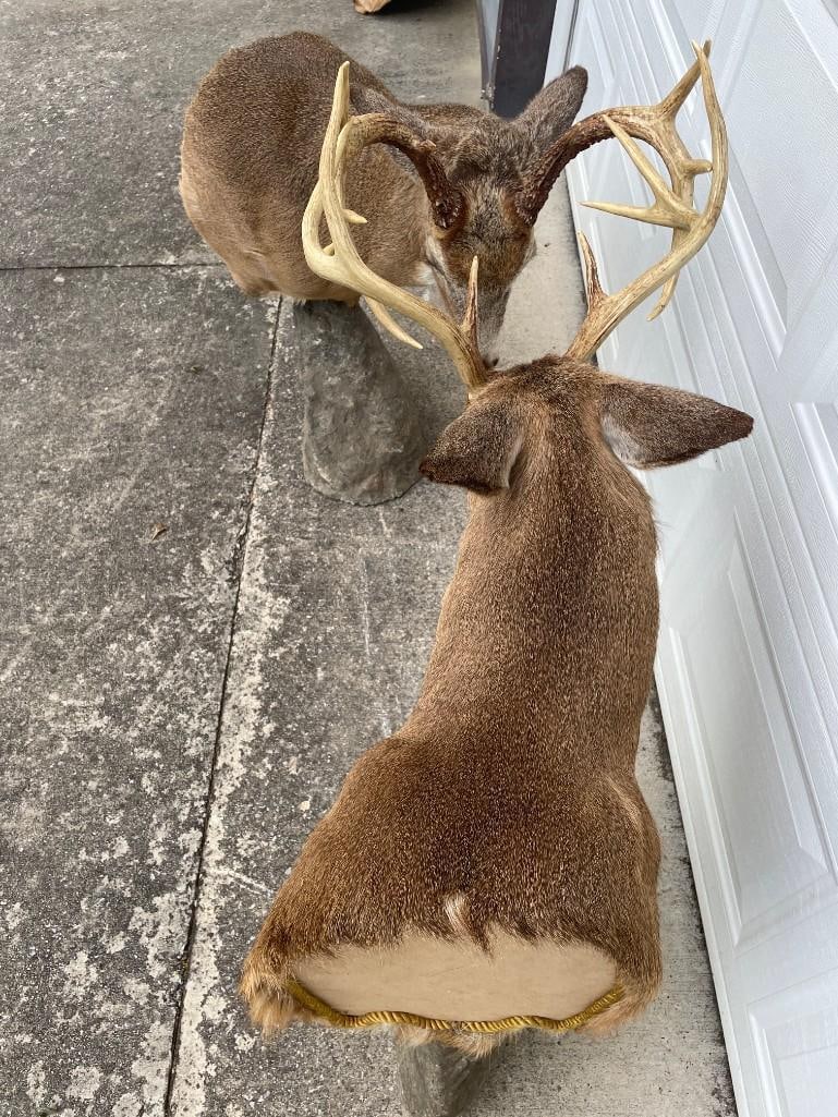 Matching "Bookend" Pair of (2) "Fighting" WHITETAIL DEER Pedestal Mounts - 4