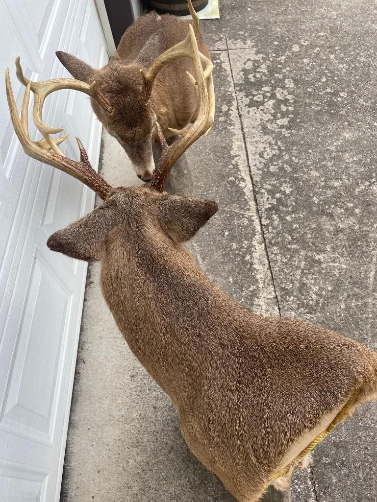 Matching "Bookend" Pair of (2) "Fighting" WHITETAIL DEER Pedestal Mounts - 5