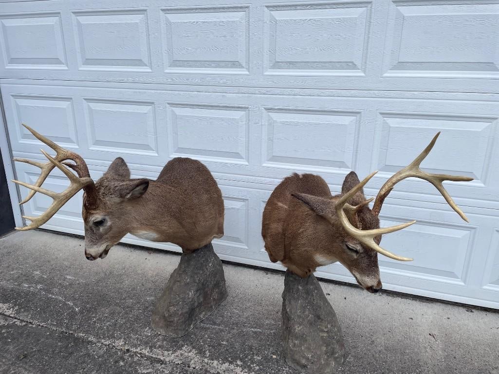 Matching "Bookend" Pair of (2) "Fighting" WHITETAIL DEER Pedestal Mounts - 7