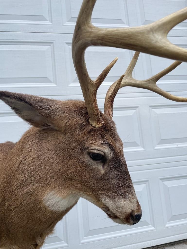 Matching "Bookend" Pair of (2) "Fighting" WHITETAIL DEER Pedestal Mounts - 8