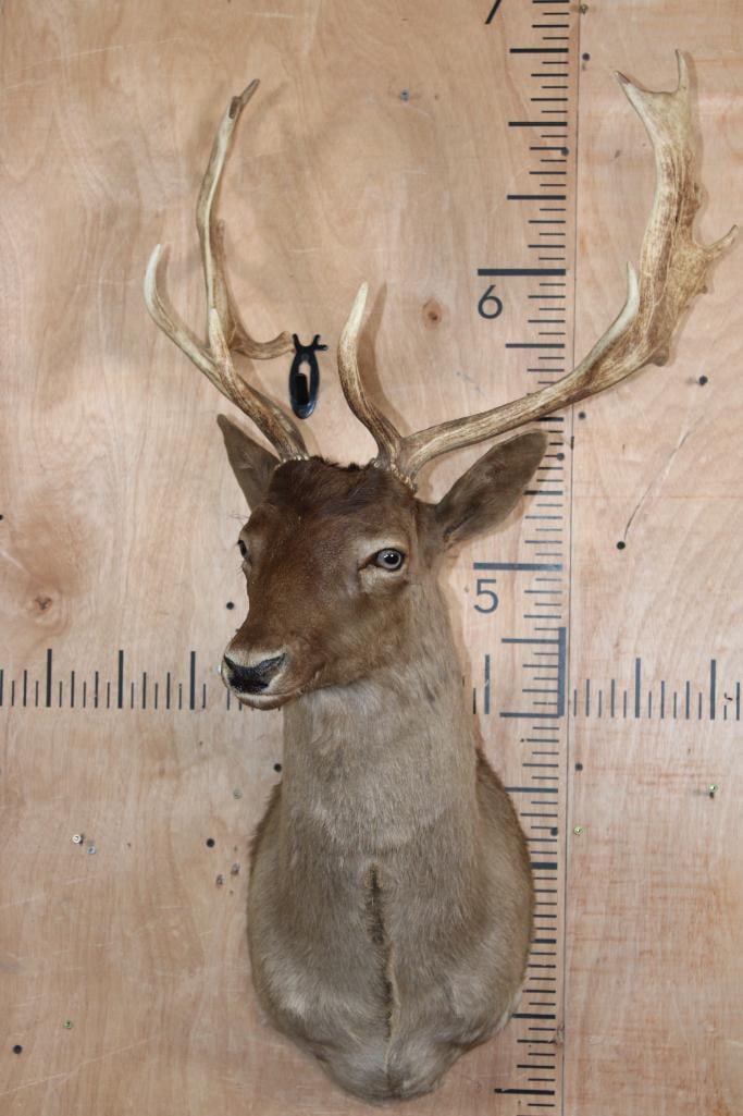 14-Point Chocolate FALLOW DEER Shoulder Mount - 2