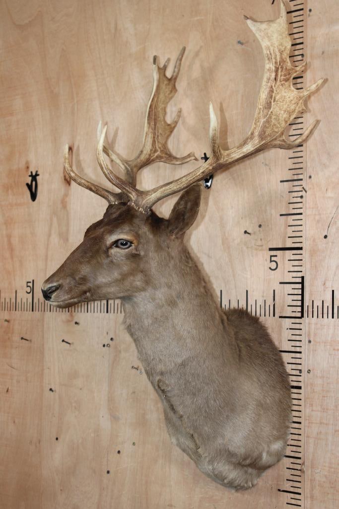 14-Point Chocolate FALLOW DEER Shoulder Mount - 3
