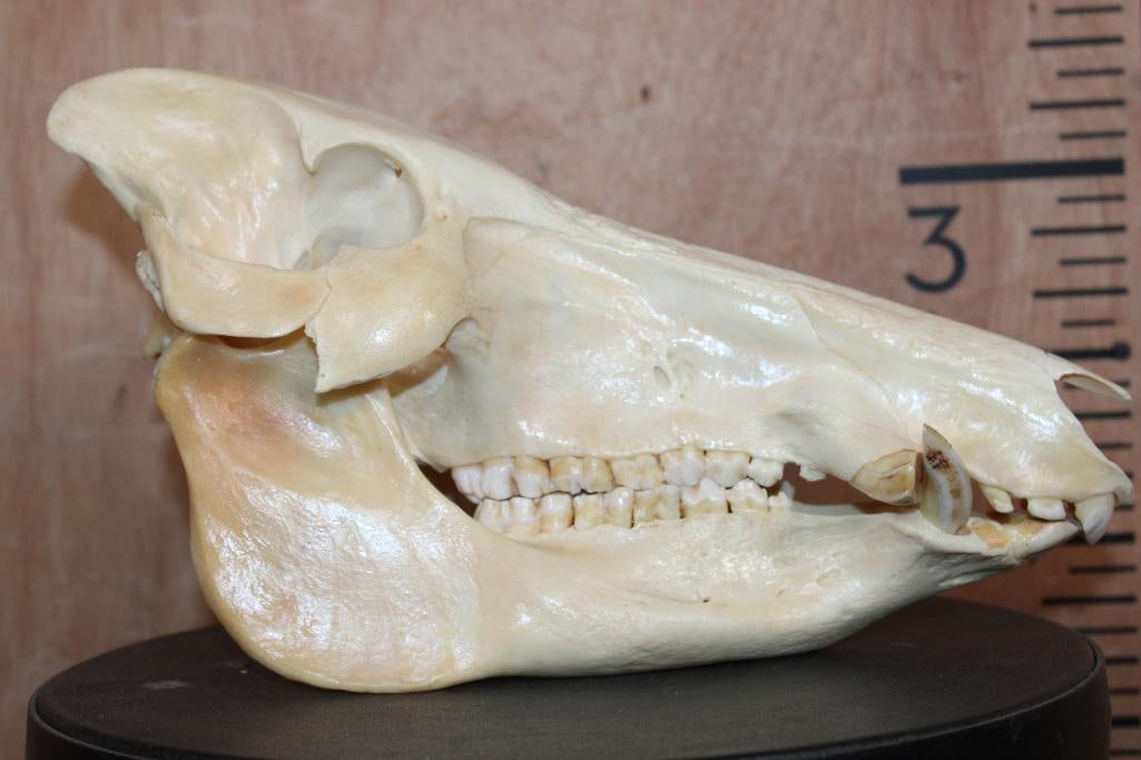 BOAR or WILD HOG Skull - 2
