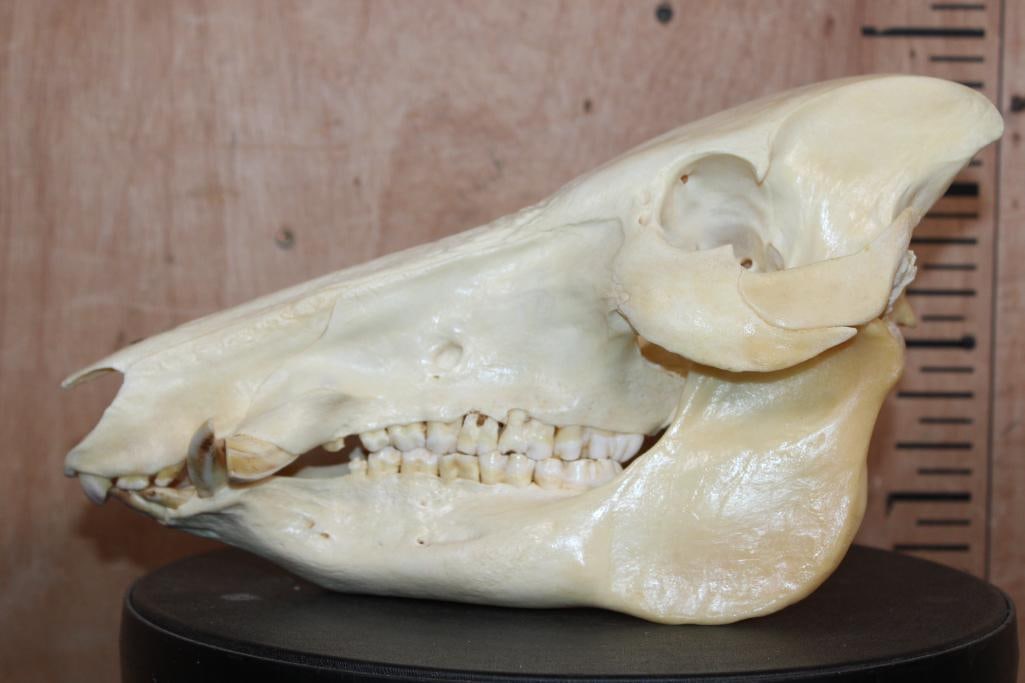 BOAR or WILD HOG Skull - 3