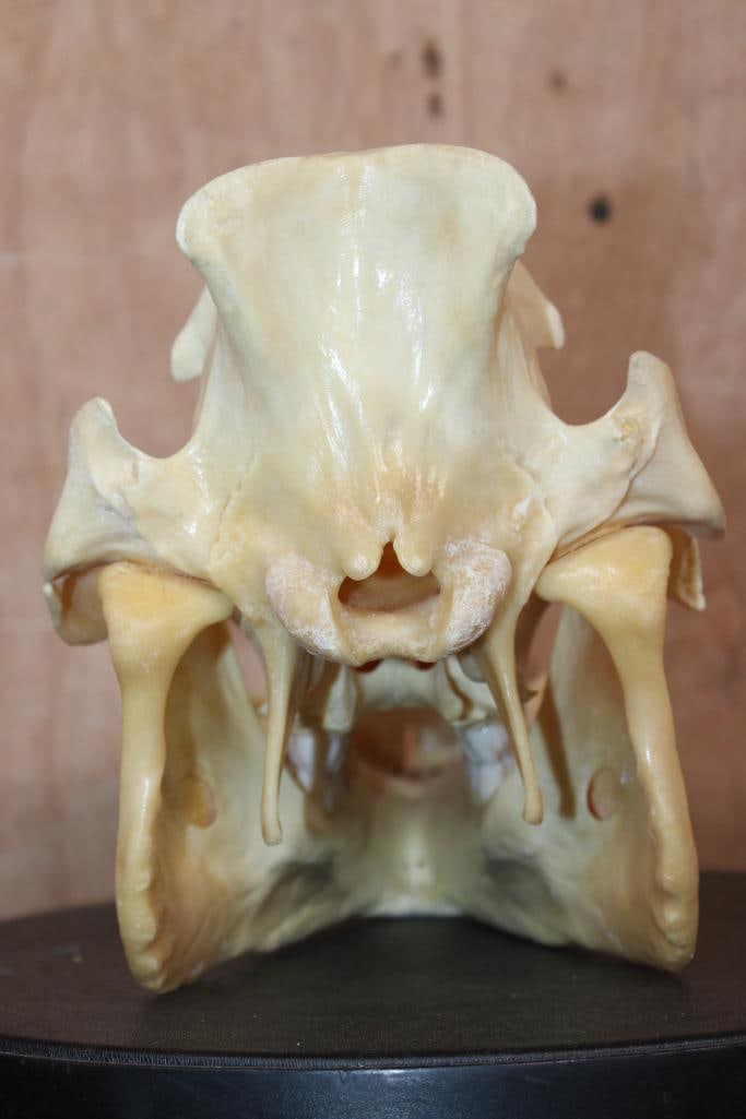 BOAR or WILD HOG Skull - 4