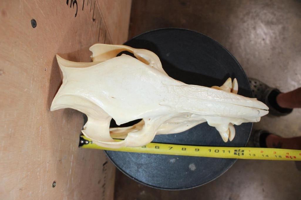 BOAR or WILD HOG Skull - 5