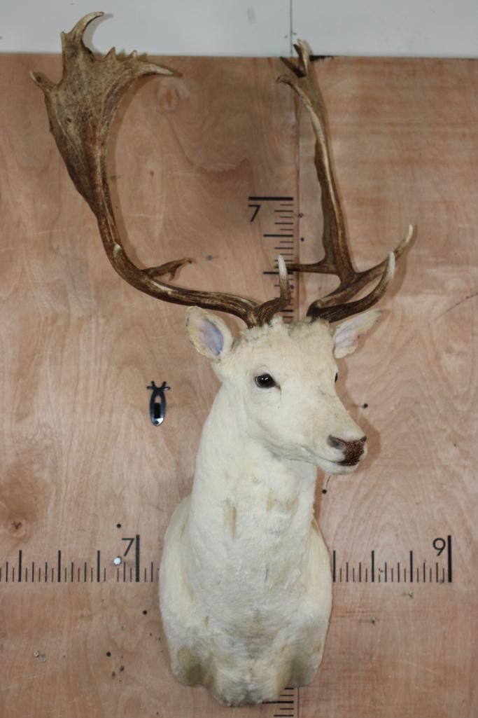 XL 19-Point FALLOW DEER Shoulder Mount - 2