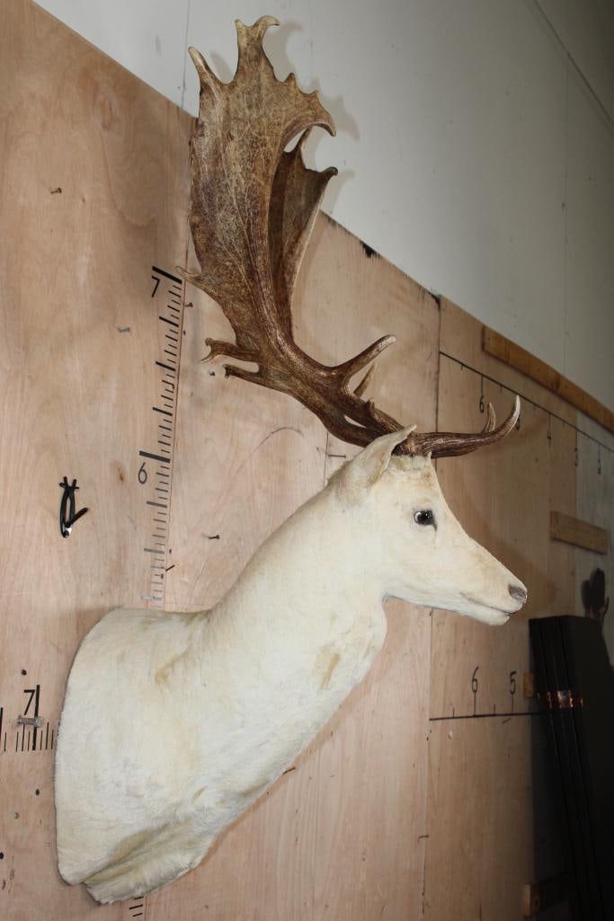 XL 19-Point FALLOW DEER Shoulder Mount - 3