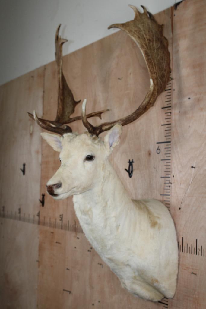 XL 19-Point FALLOW DEER Shoulder Mount - 4