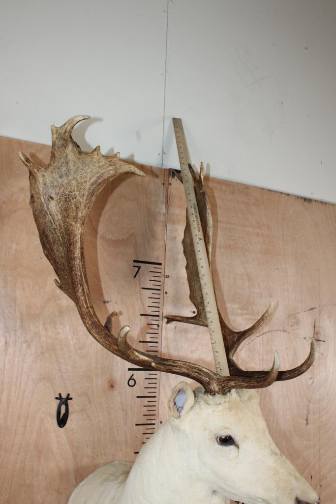 XL 19-Point FALLOW DEER Shoulder Mount - 5