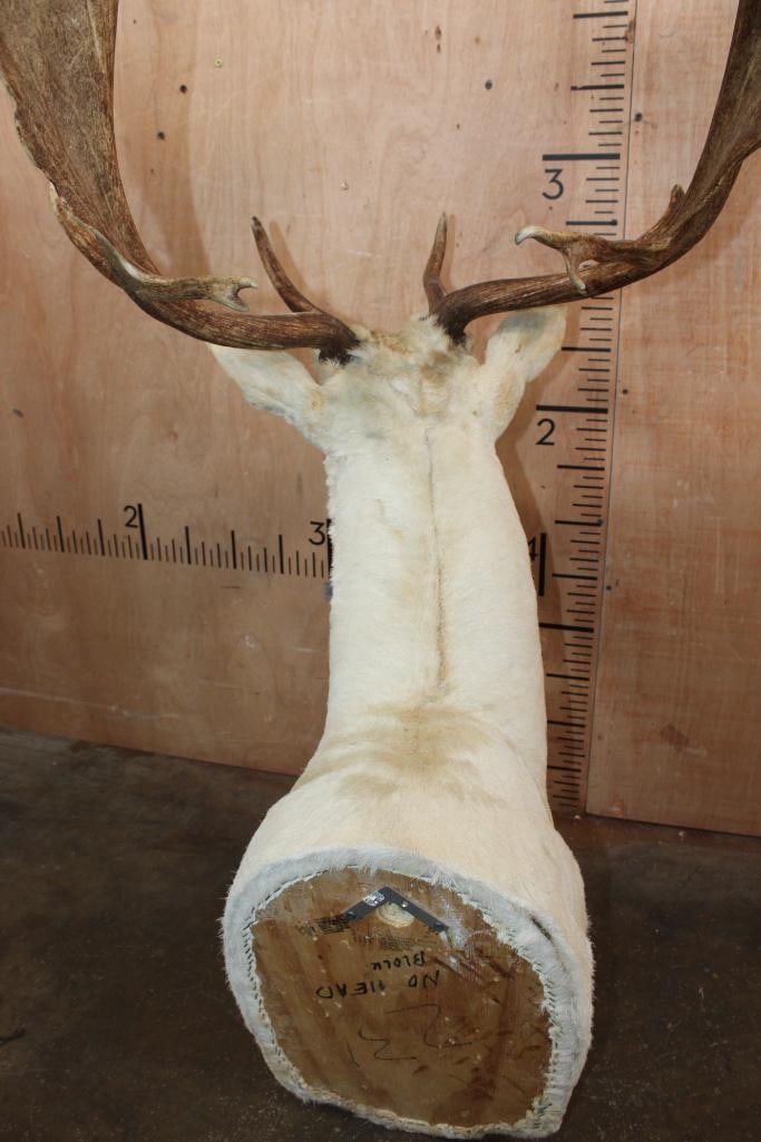 XL 19-Point FALLOW DEER Shoulder Mount - 6