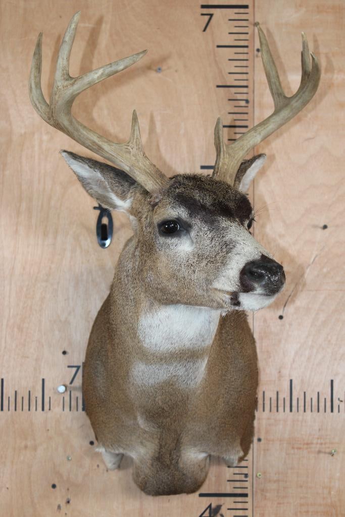 Big 8-Point BLACK-TAILED DEER Shoulder Mount - 2