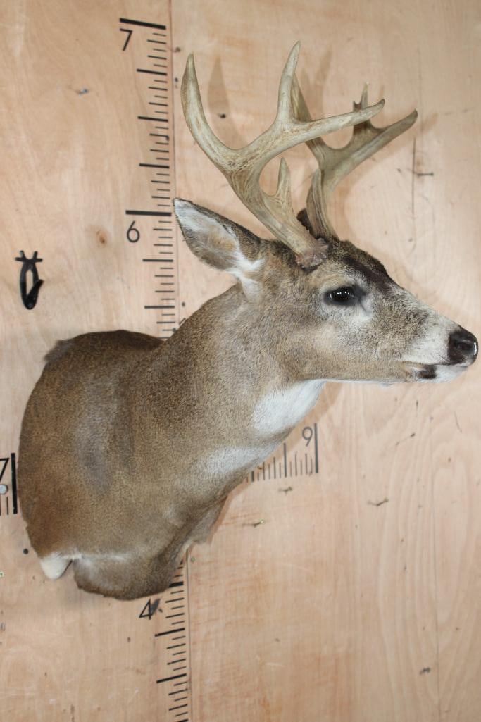 Big 8-Point BLACK-TAILED DEER Shoulder Mount - 3