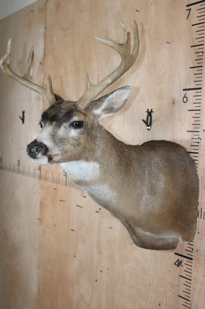 Big 8-Point BLACK-TAILED DEER Shoulder Mount - 4
