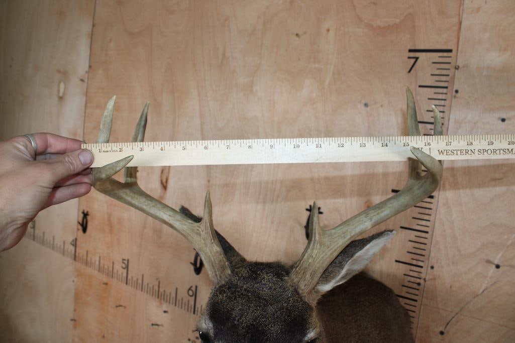 Big 8-Point BLACK-TAILED DEER Shoulder Mount - 5