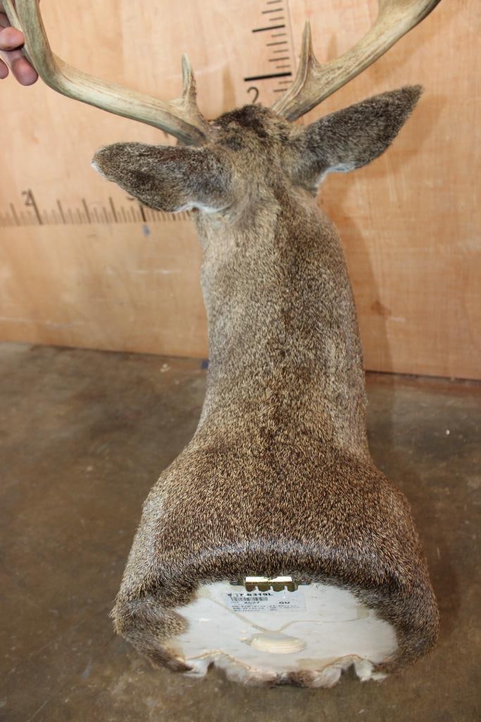 Big 8-Point BLACK-TAILED DEER Shoulder Mount - 6