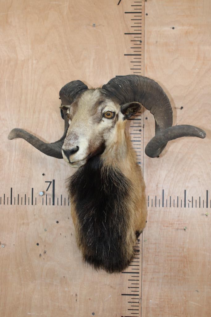 CORSICAN SHEEP Ram Shoulder Mount - 2
