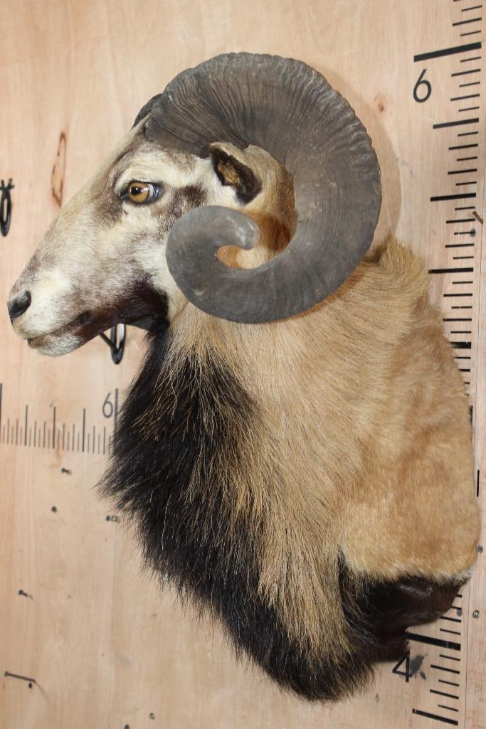 CORSICAN SHEEP Ram Shoulder Mount - 3