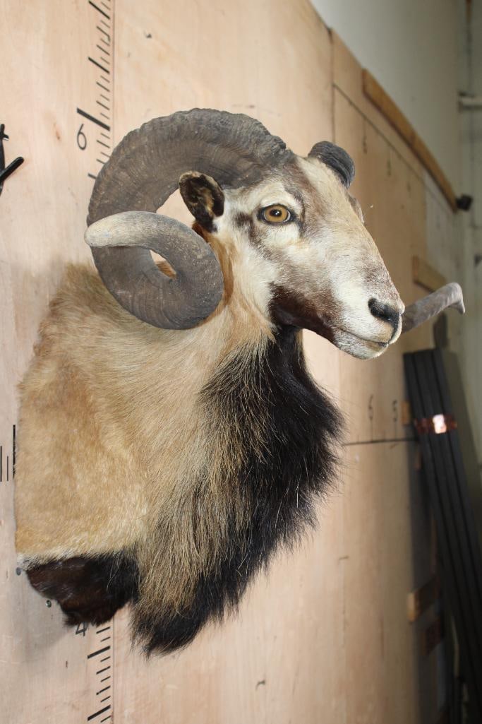 CORSICAN SHEEP Ram Shoulder Mount - 4