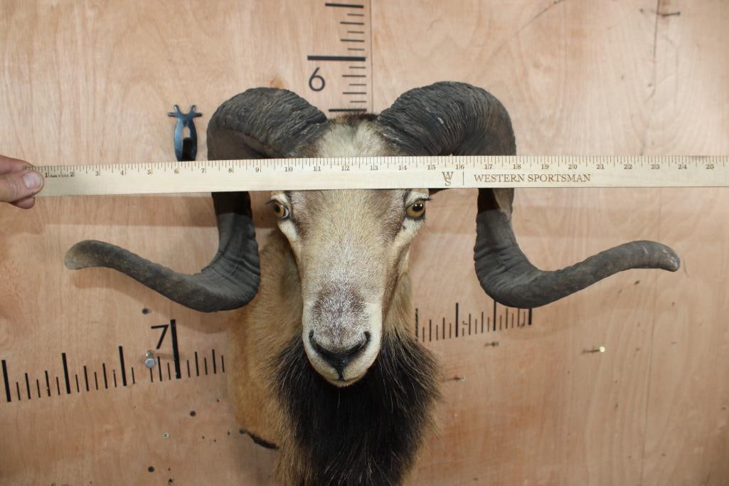 CORSICAN SHEEP Ram Shoulder Mount - 5