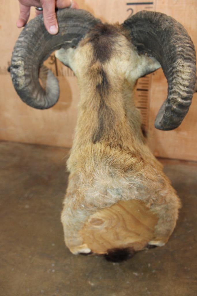 CORSICAN SHEEP Ram Shoulder Mount - 6