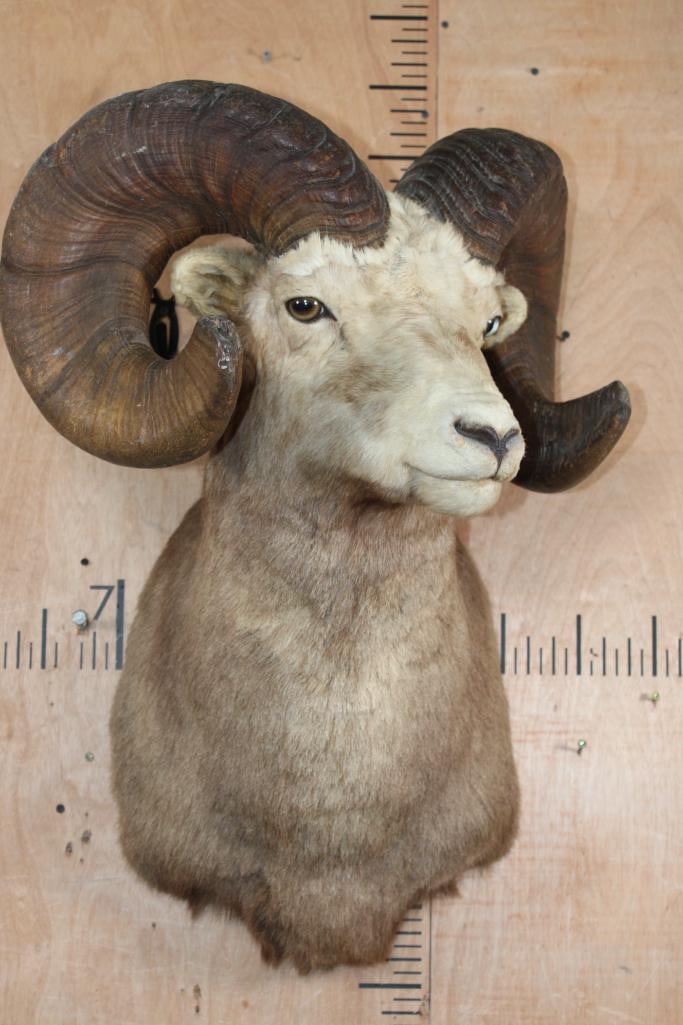 XXL Huge STONE SHEEP Shoulder Mount - 2
