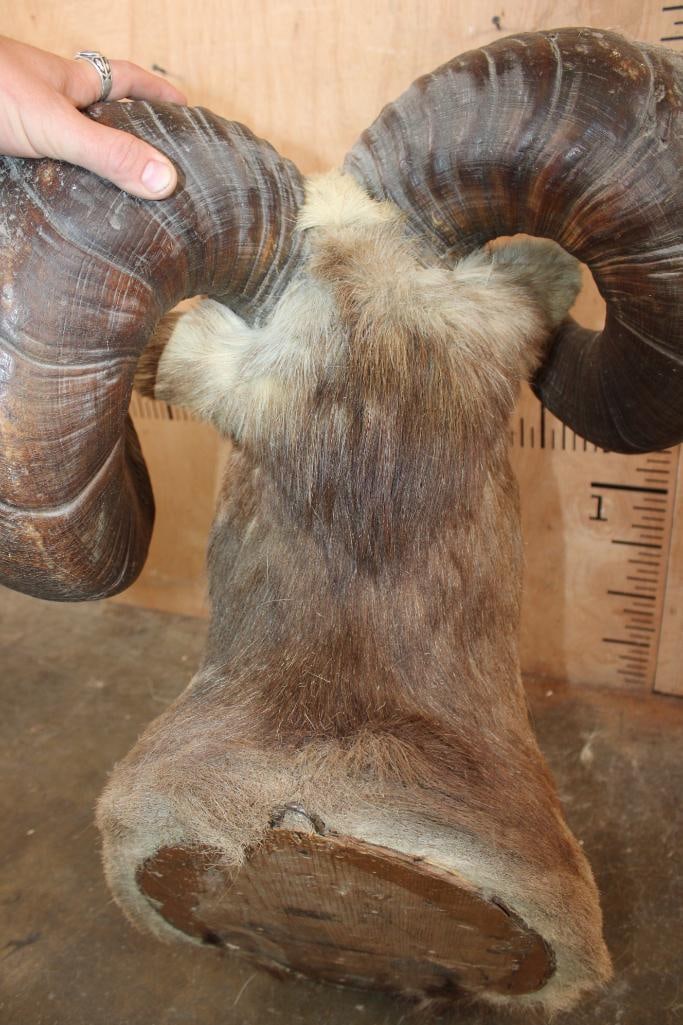XXL Huge STONE SHEEP Shoulder Mount - 7