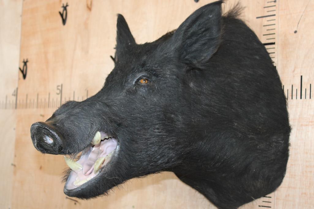 WILD HOG or BOAR Shoulder Mount: Very Nice WILD HOG or BOAR Shoulder Mount. It is in Very Good Condition. TAXIDERMY 