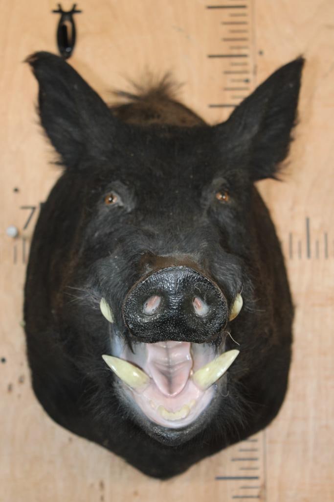 WILD HOG or BOAR Shoulder Mount - 2