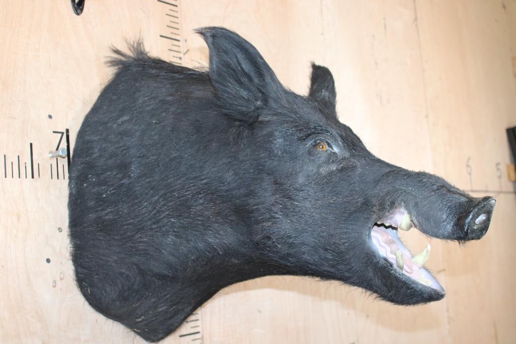 WILD HOG or BOAR Shoulder Mount - 3