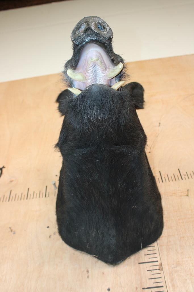 WILD HOG or BOAR Shoulder Mount - 4