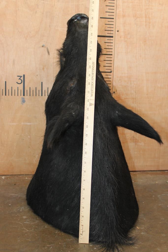 WILD HOG or BOAR Shoulder Mount - 5