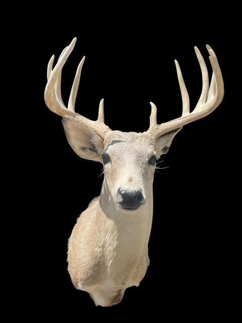 Pale East Texas 11-Point WHITETAIL DEER Shoulder Mount - 2