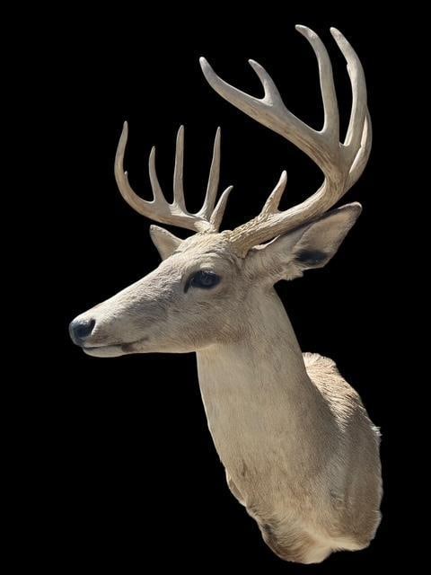 Pale East Texas 11-Point WHITETAIL DEER Shoulder Mount - 3
