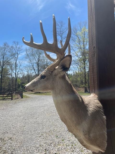Pale East Texas 11-Point WHITETAIL DEER Shoulder Mount - 4