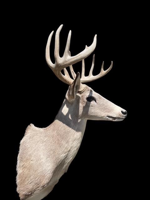 Pale East Texas 11-Point WHITETAIL DEER Shoulder Mount - 5