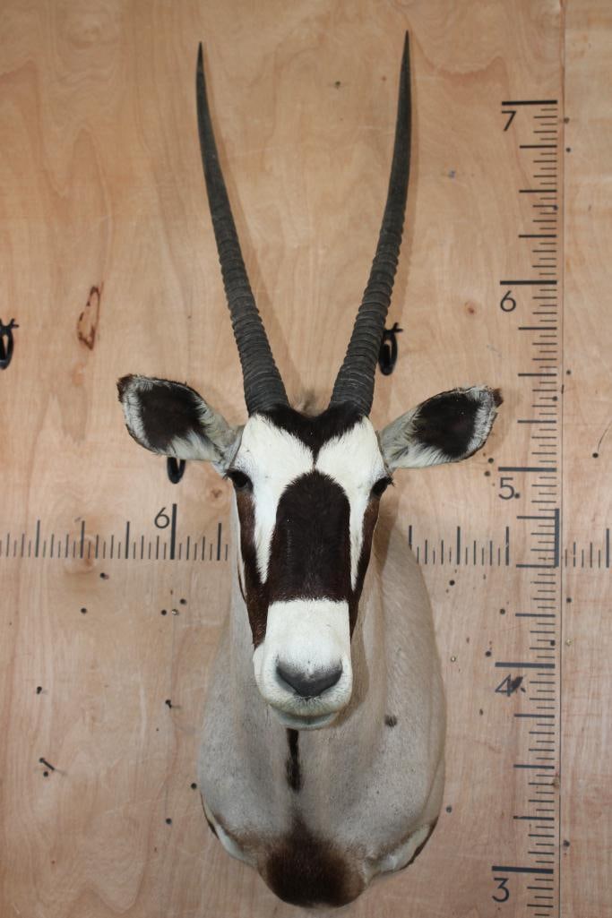 Big GEMSBOK Shoulder Mount: Nice and Big GEMSBOK Shoulder Mount. The Horns measure 35" Long and 34 1/8" Long. It is in Good Condition. TAXIDERMY 