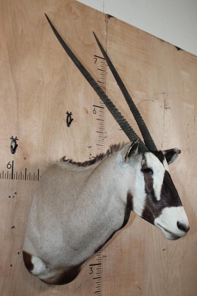 Big GEMSBOK Shoulder Mount - 2