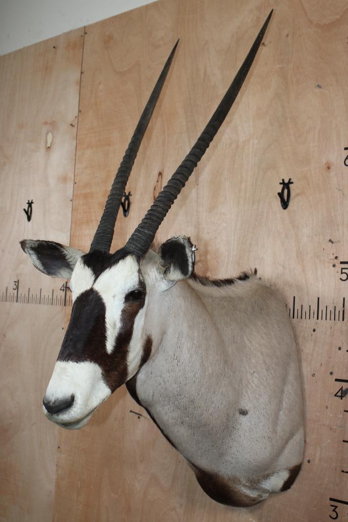 Big GEMSBOK Shoulder Mount - 3