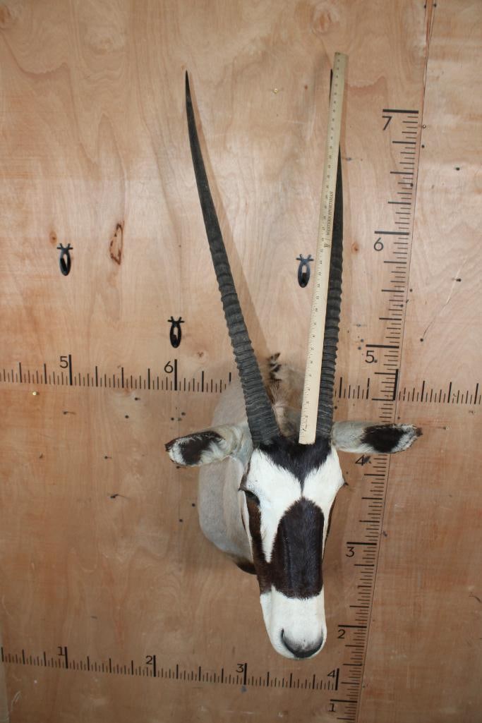 Big GEMSBOK Shoulder Mount - 4