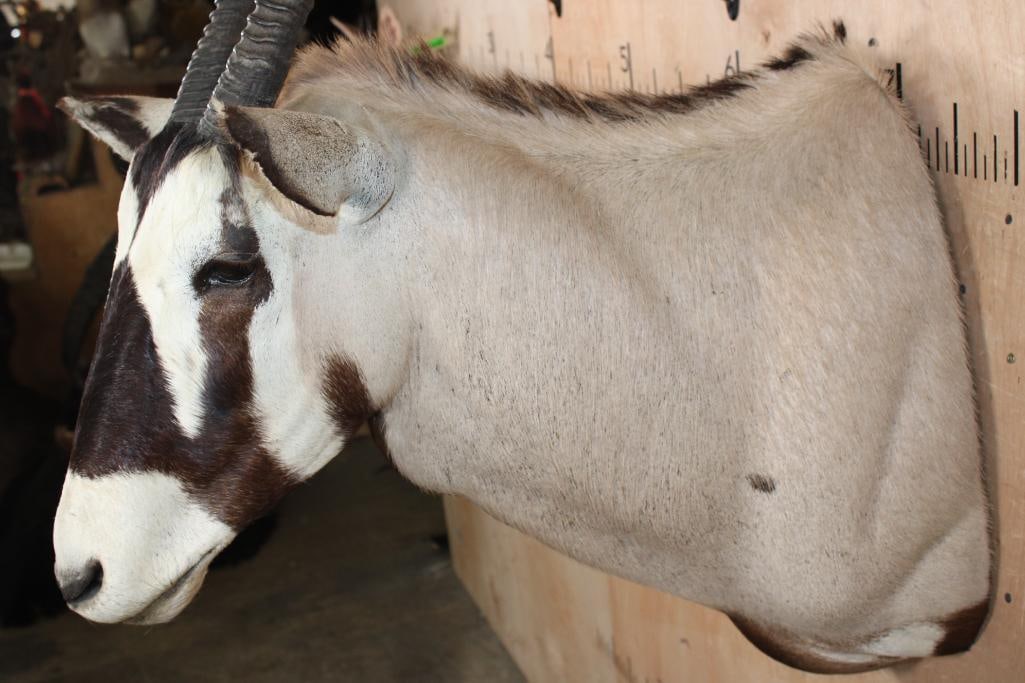 Big GEMSBOK Shoulder Mount - 5