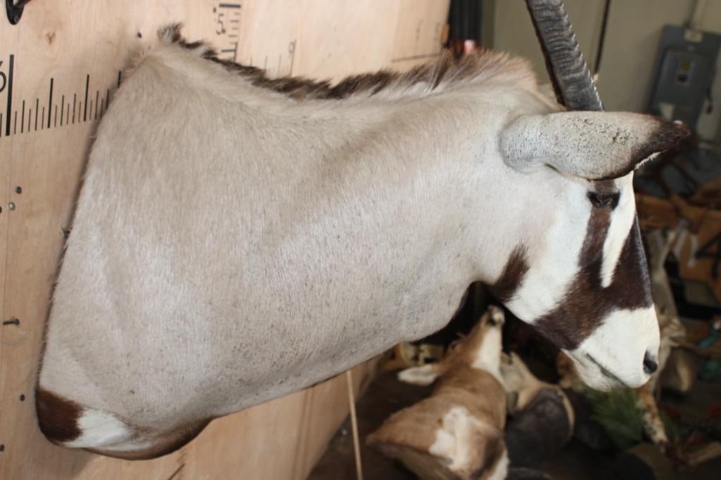 Big GEMSBOK Shoulder Mount - 6